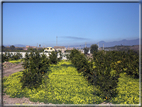 foto Pendici dell'Etna